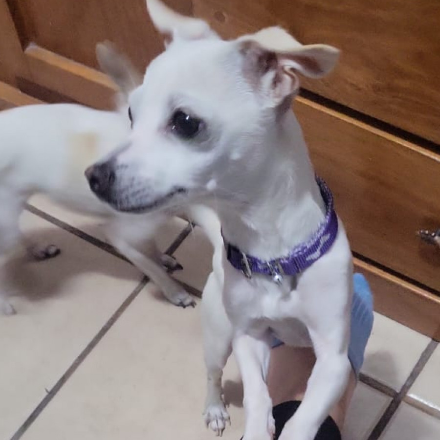 ANI | Raza Chihuahua | Perdida