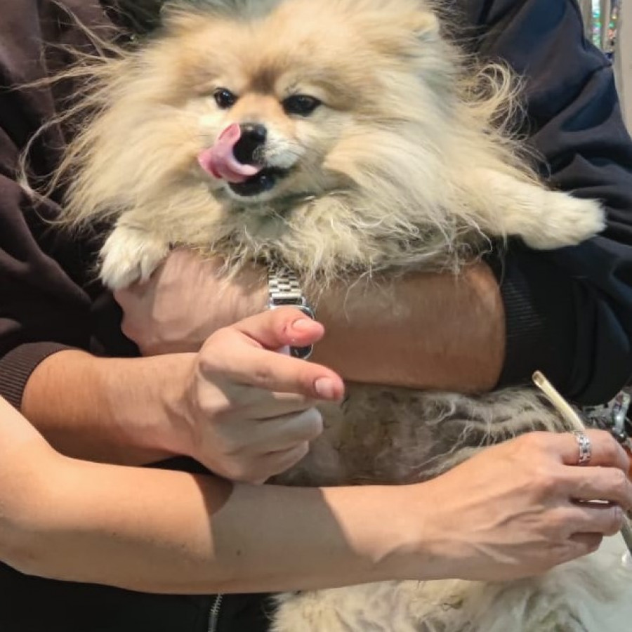 LUKA | Raza Pomerania | Final Feliz
