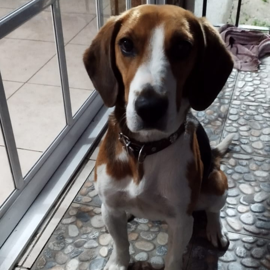 CANELO | Raza Beagle | Perdido