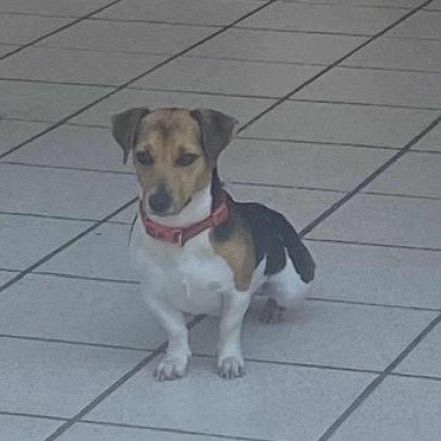 BROWNIE | Raza Jack Russell Terrier | Final Feliz