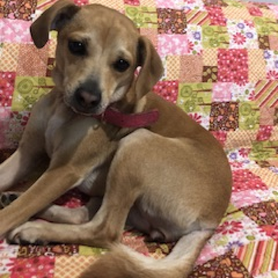  | Raza Mestiza | Encontrada