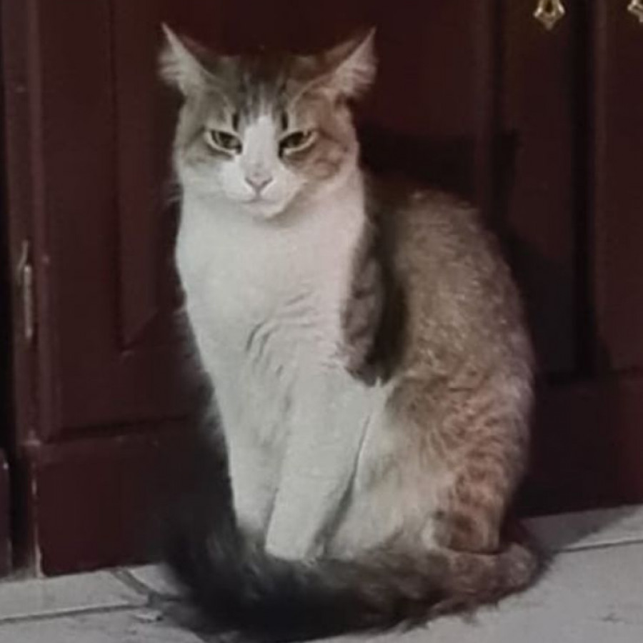 CARIÑO | Raza Doméstico Americano de pelo semilargo | Perdida
