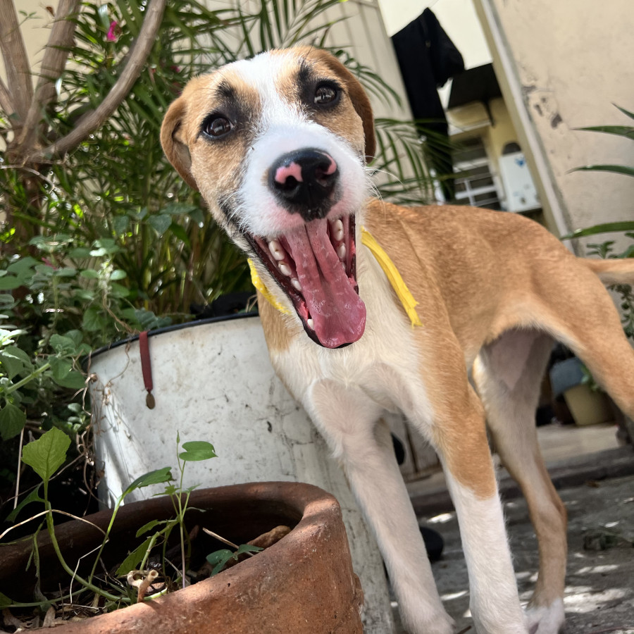 BANDIDA | Raza Mestiza | En Adopción