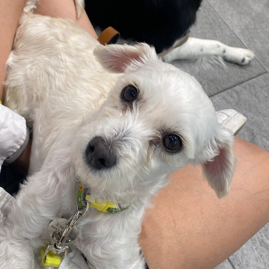 PLÁTANO | Raza Mestiza,  cruza de Maltés con French Poodle, (Maltipoo) | Final Feliz