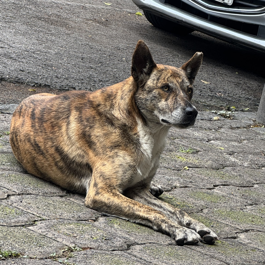  | Raza Mestiza | Encontrada