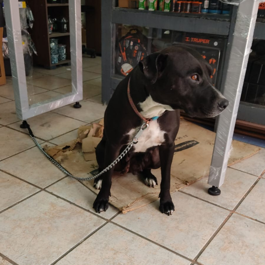  | Raza Mestiza, cruza de American Pitbull Terrier | Encontrada