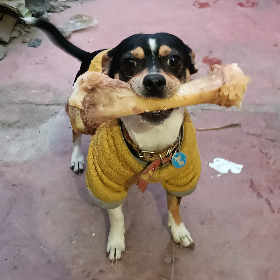 CALDERO O CALDERITO | Raza Chihuahua | Perdido