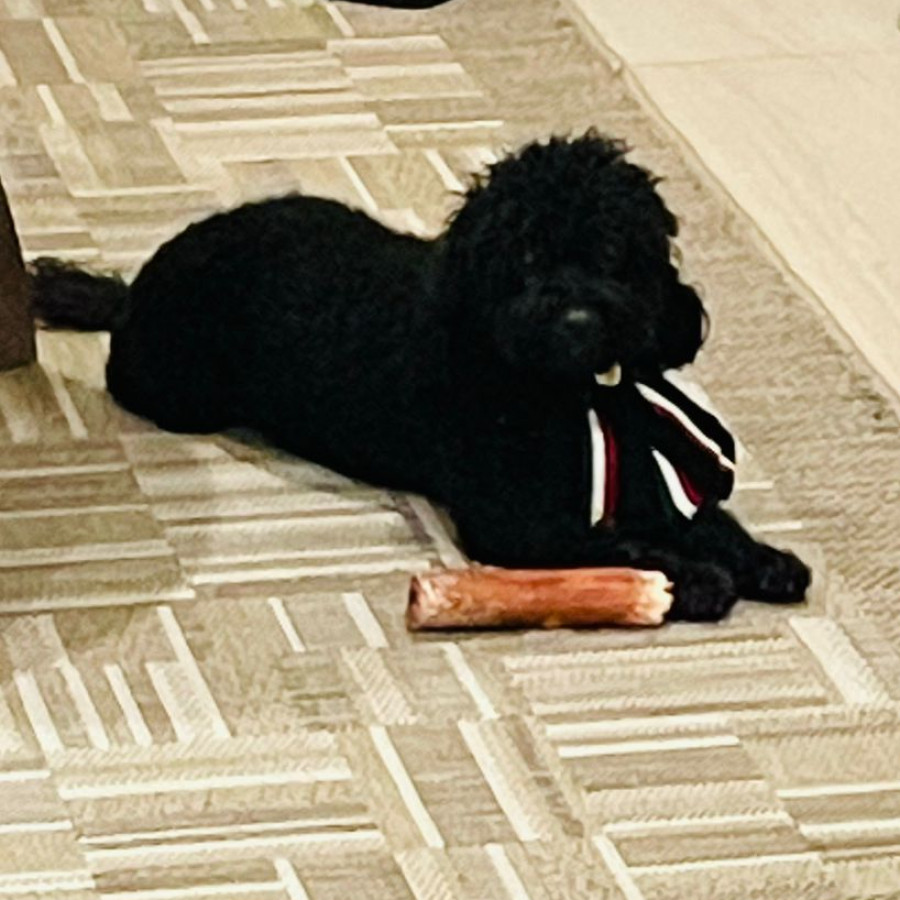 MÍA | Raza French Poodle | Final Feliz