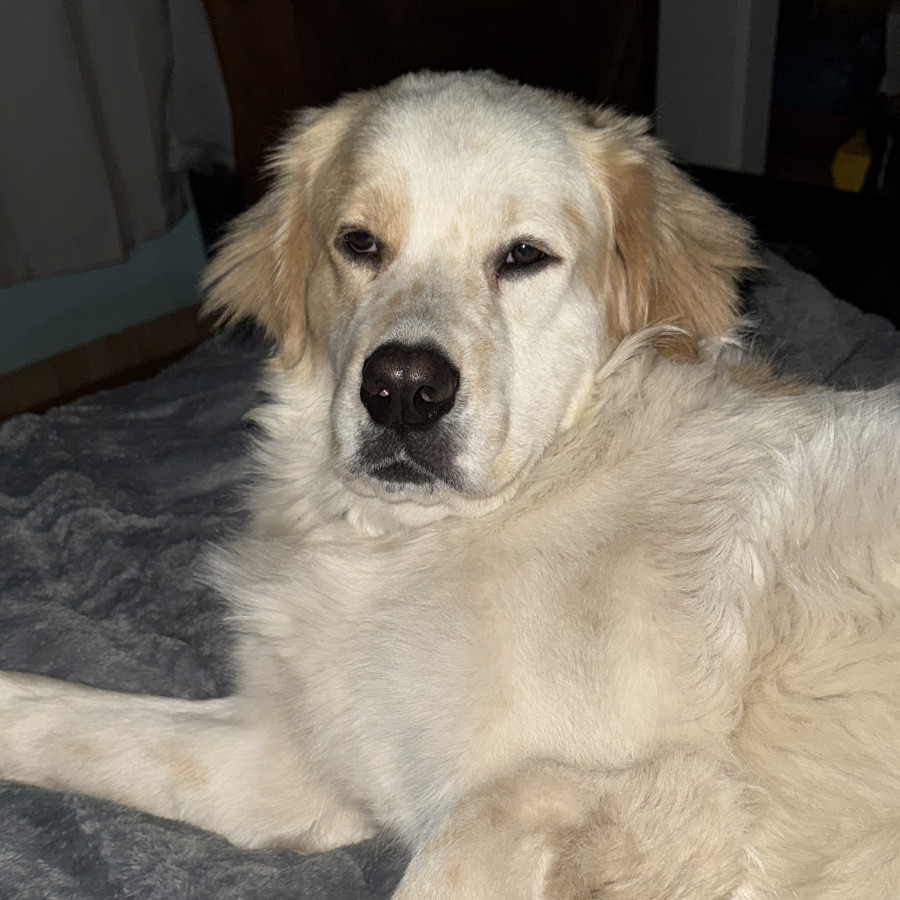 SIMBA | Raza Mestizo, cruza de Golden Retriever | Final Feliz
