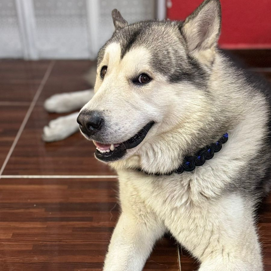 BALTO | Raza Mestizo, cruza de Husky con Malamute de Alaska | En Adopción