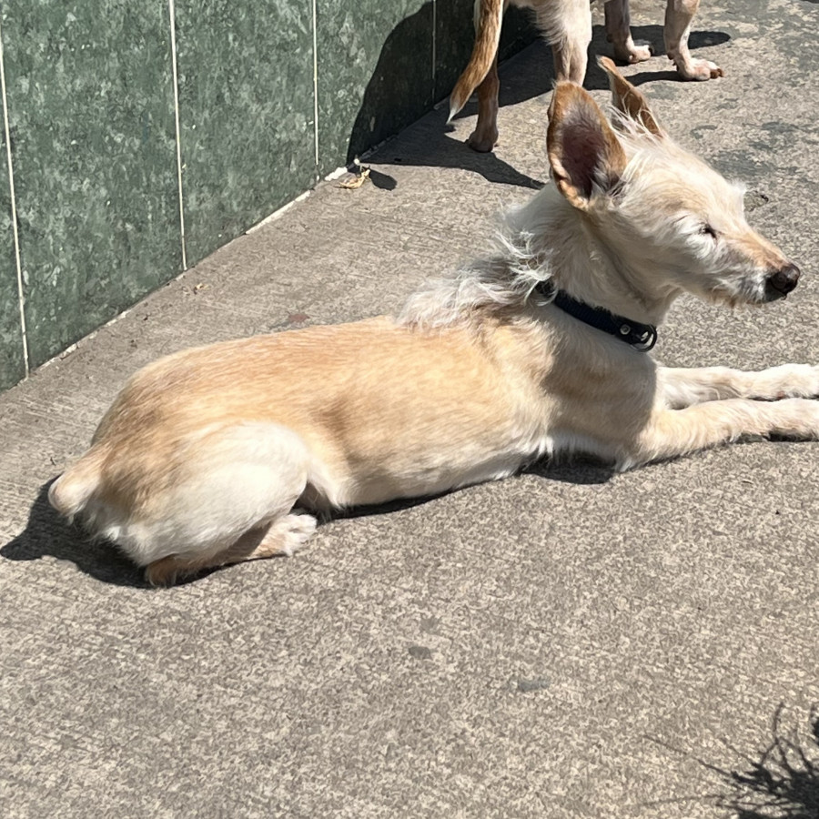 SAM | Raza Cruza de Chihuahua. | Final Feliz