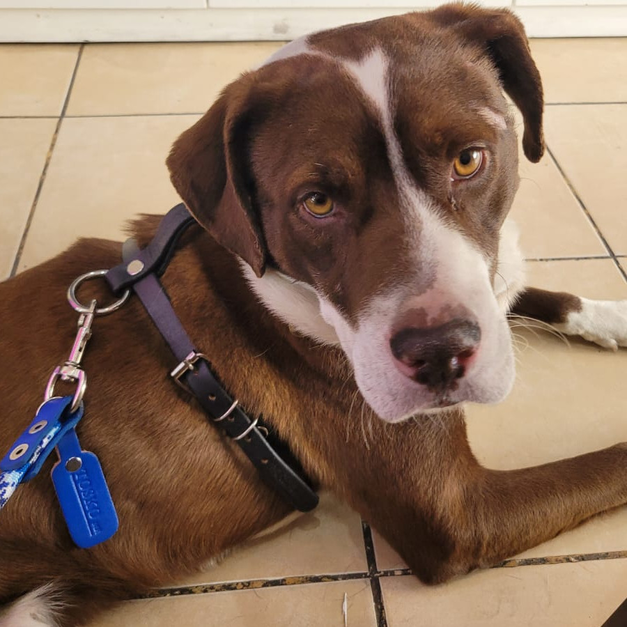  | Raza Mestizo,  cruza de American Pitbull Terrier | Encontrado