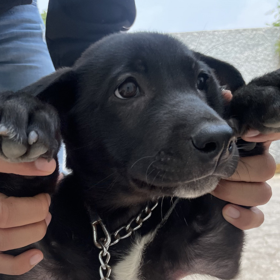  | Raza Mestiza,  cruza de Labrador | Encontrada