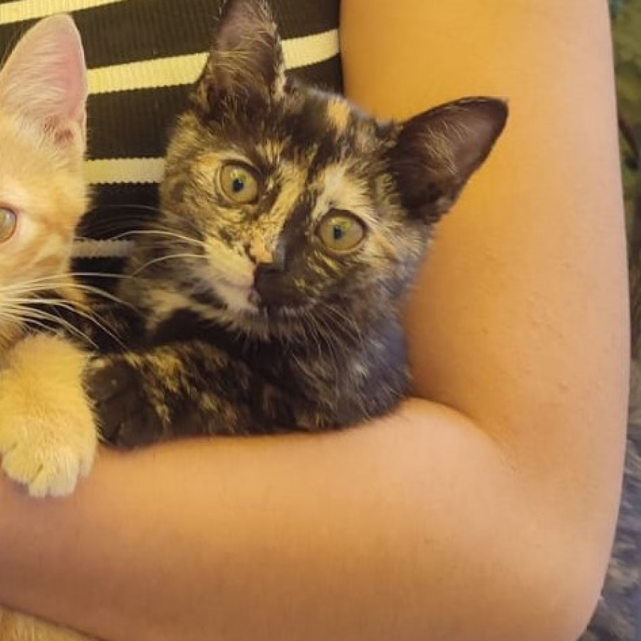 MANCHITAS | Raza Calicó de pelo corto | En Adopción