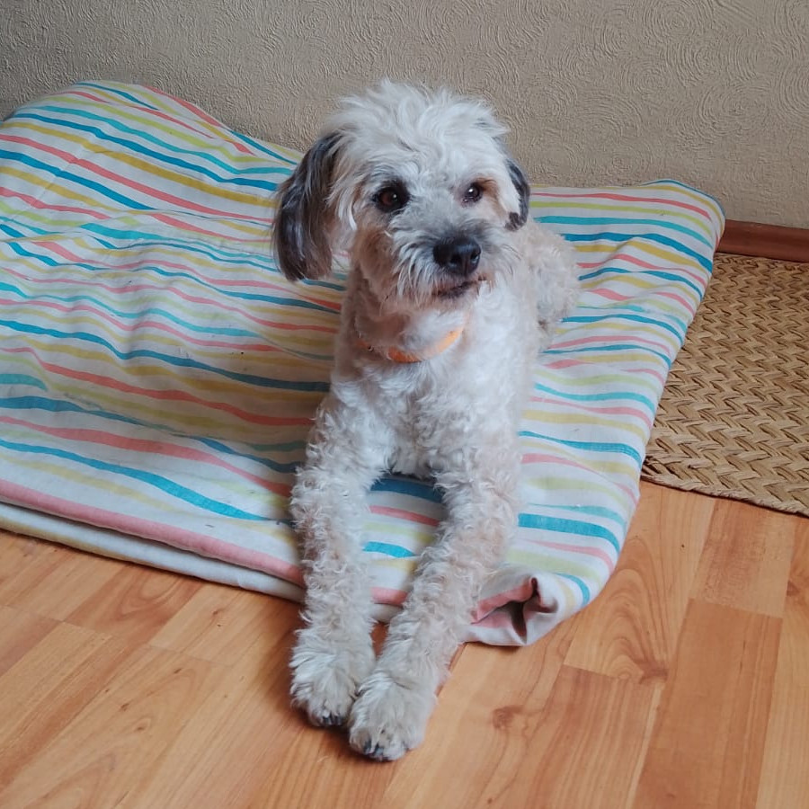  | Raza Mestizo, cruza de French Poodle con Schnauzer, (Schnoodle). | Encontrado