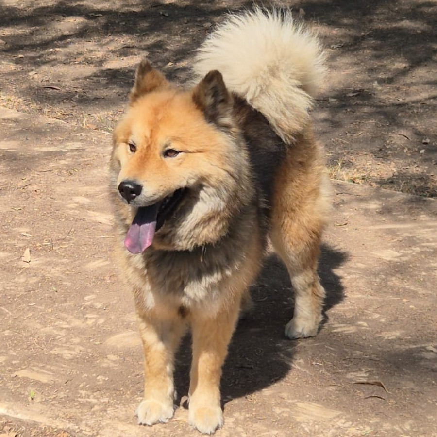 MILY | Raza Mestiza, cruza de Chow Chow | Perdida
