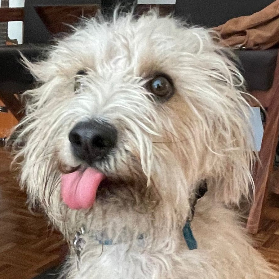 NACHO | Raza Mestizo, cruza de West Highland White Terrier con Schnuazer | Final Feliz