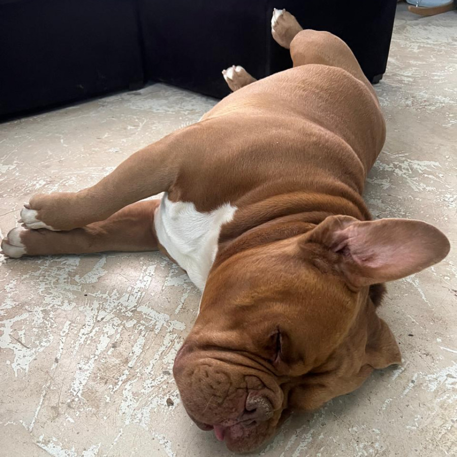 FREDDY | Raza Dogo de Burdeos o Mastín Francés | Perdido