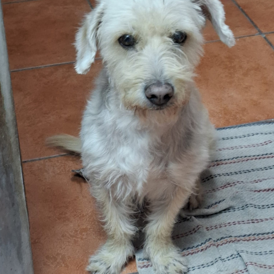 REX | Raza Mestizo | Perdido