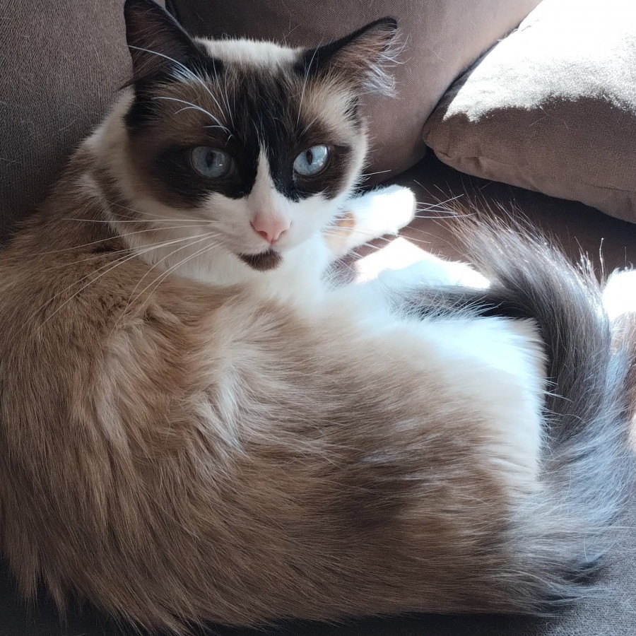 PELOS | Raza Ragdoll | Perdida
