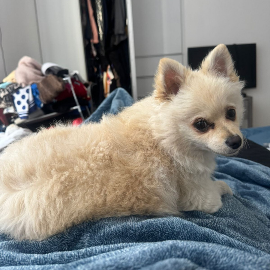 SIMBA | Raza Pomerania | Final Feliz