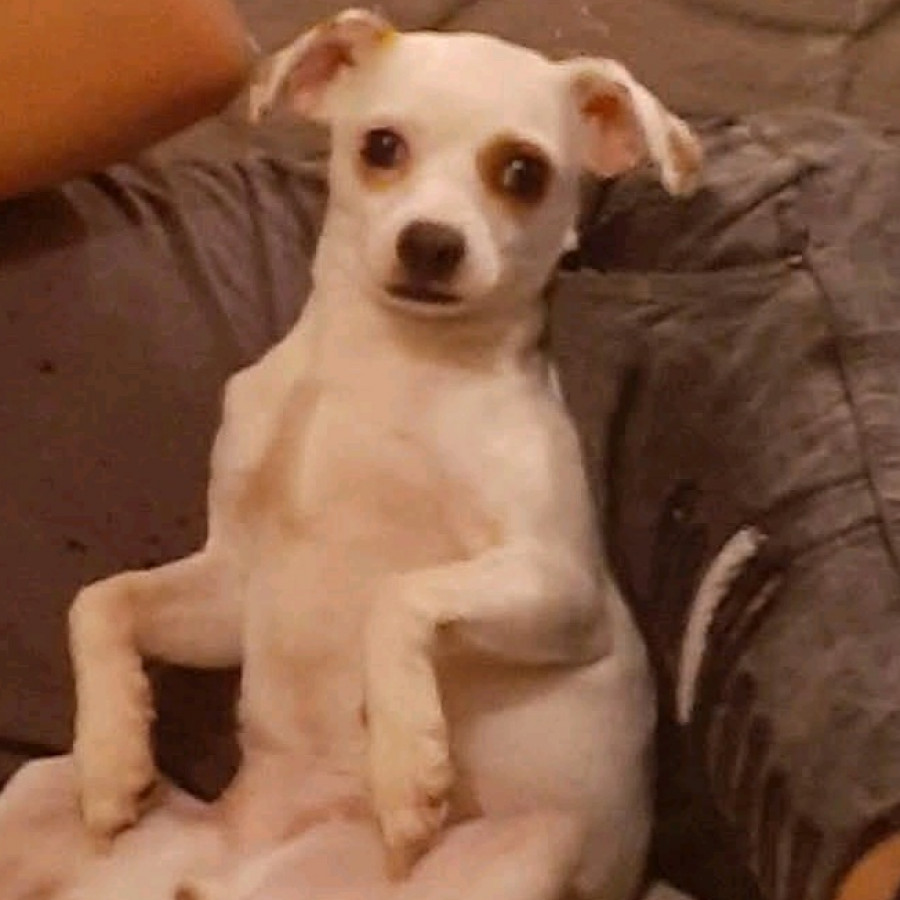 PEPA | Raza Mestiza, cruza de Chihuahua | Perdida