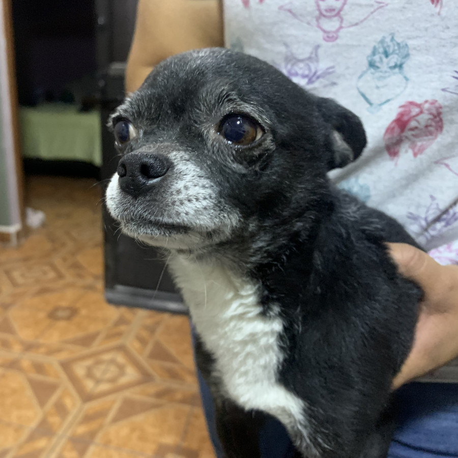 DORY | Raza Chihuahua | Perdida