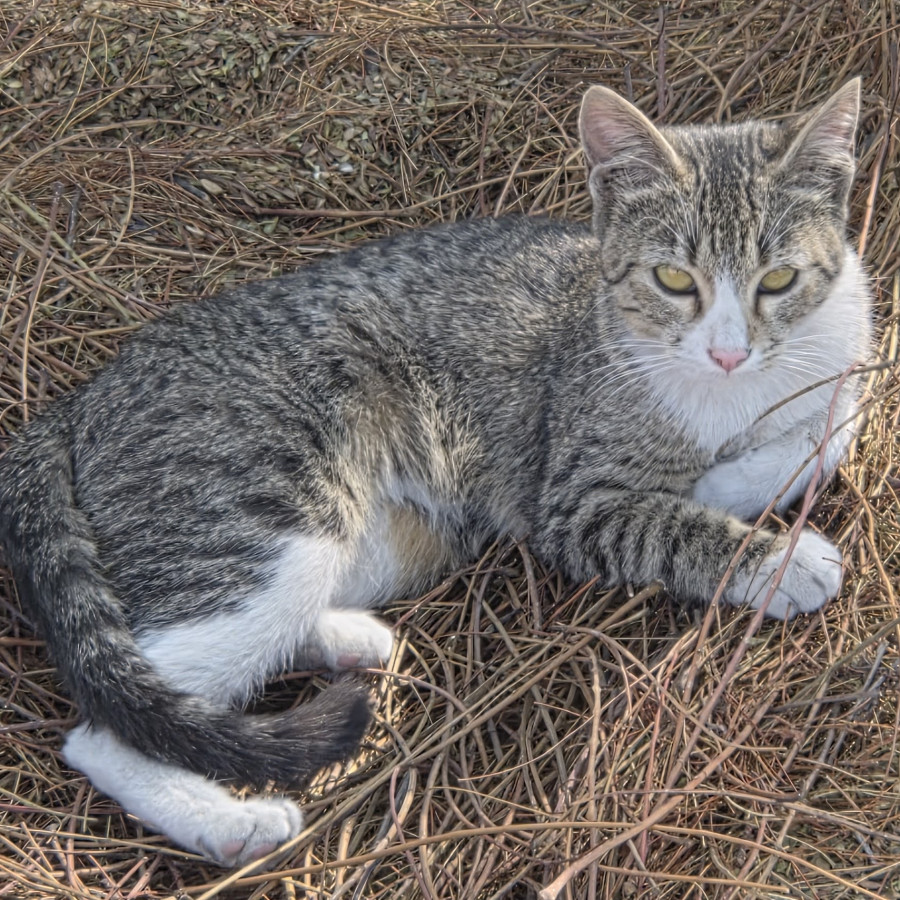 SUKI | Raza Doméstico Américano de Pelo Corto | Perdida
