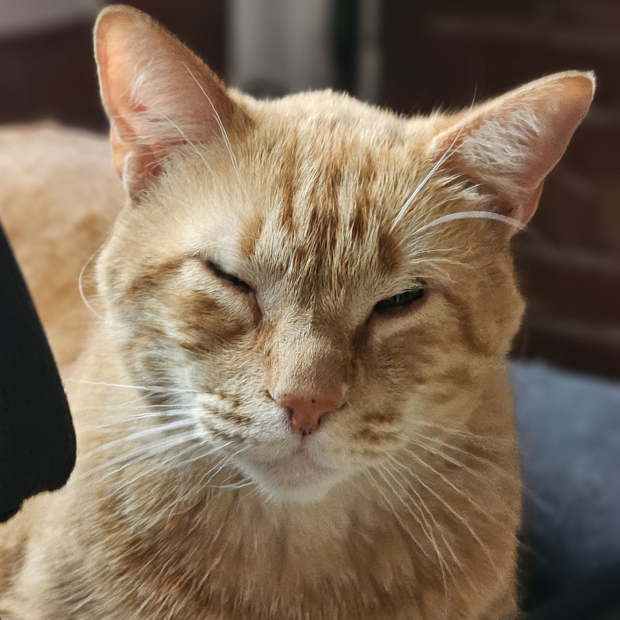 COCO | Raza Doméstico Américano de Pelo Corto | Perdido