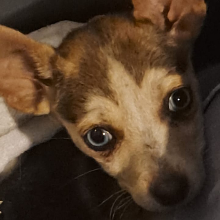 DINAMITA | Raza Chihuahua | Final Feliz