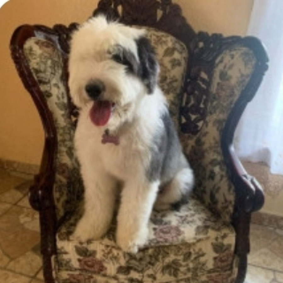 ATENEA | Raza Viejo Pastor Inglés | Perdida