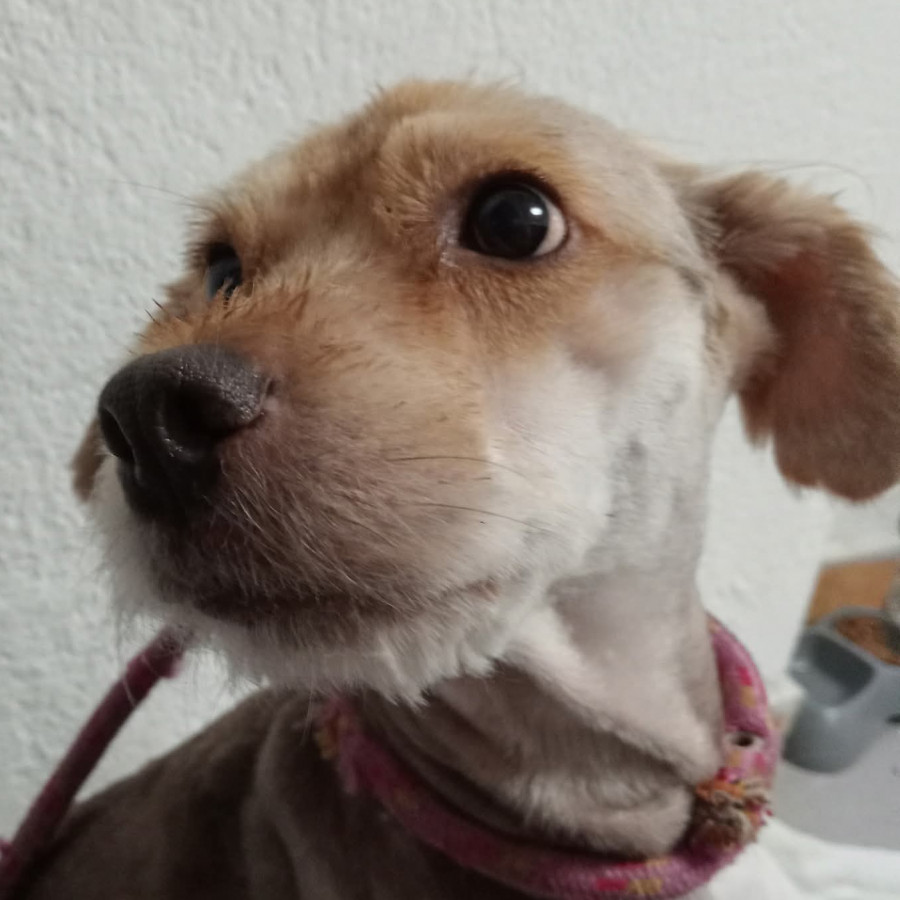 CHANDA | Raza Mestiza | En Adopción
