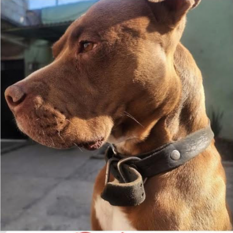 ROKO | Raza American Pitbull Terrier | Perdido