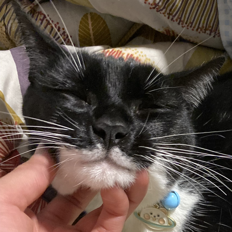 BALAM | Raza Doméstico Américano de Pelo Corto | Perdido