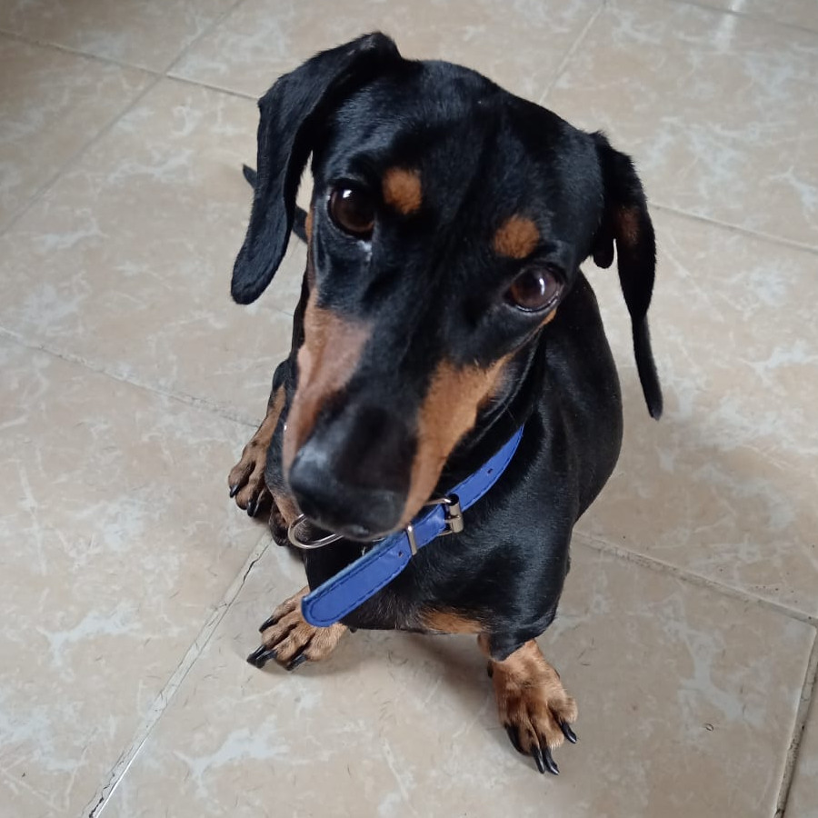 KENJI | Raza Dachshund o Salchicha  | Perdido