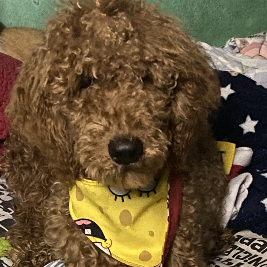 TEDDY | Raza French Poodle o Caniche | Final Feliz