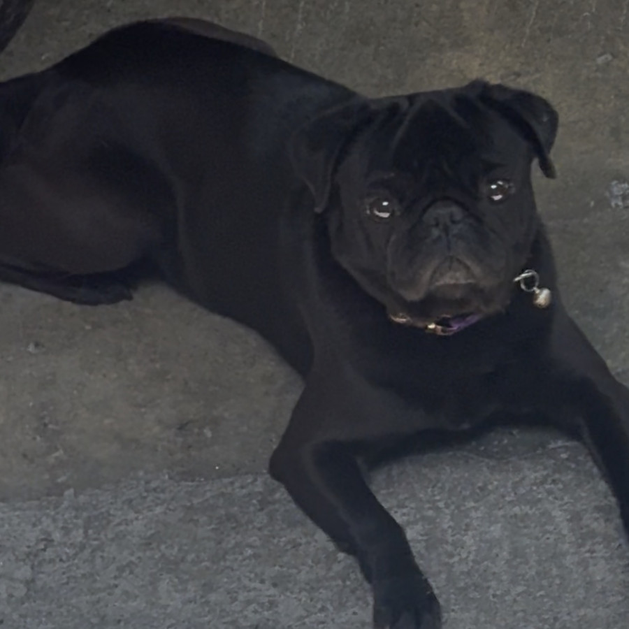 VICTORIA | Raza Pug o Carlin | Perdida