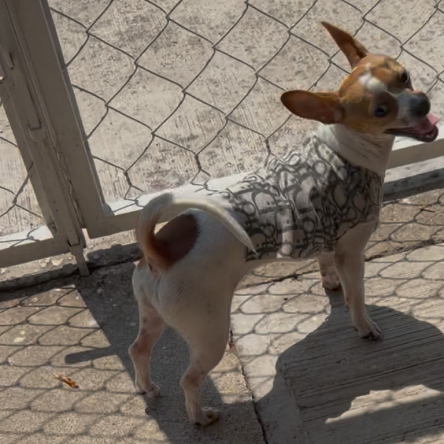 RON | Raza Chihuahua | Perdido