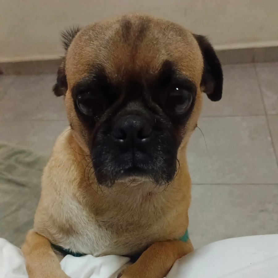 CHAPARRITO | Raza Pug o Carlin | Perdido