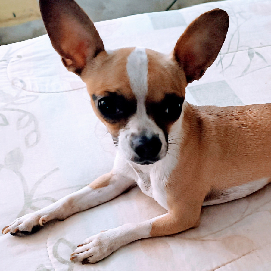 ROCKY | Raza Chihuahua | Perdido