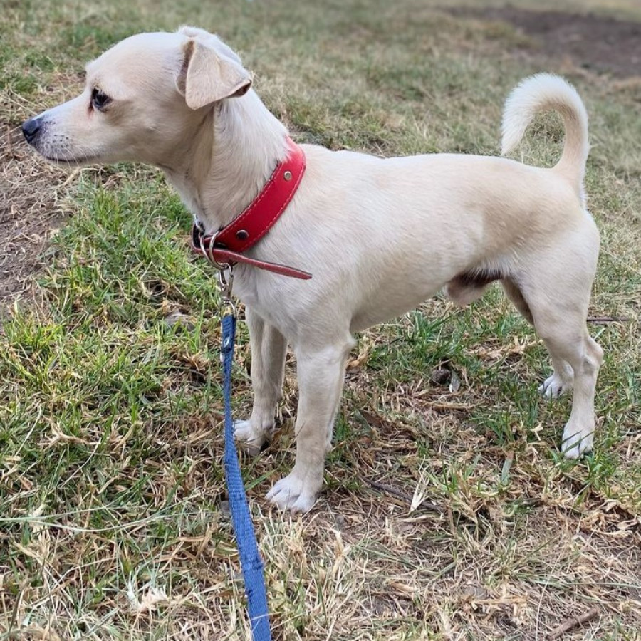 NACHITO | Raza Chihuahua | Perdido