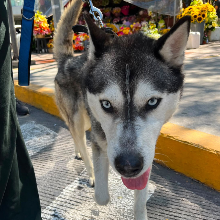  | Raza Husky Siberiano | Encontrado