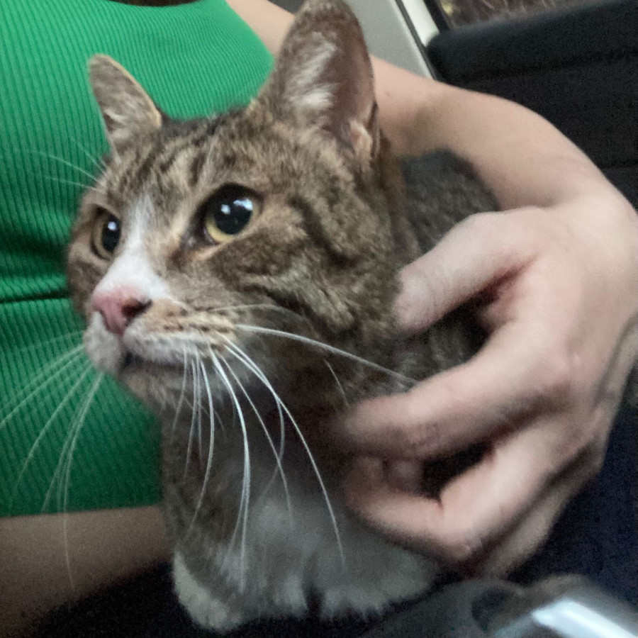 TIGRESA | Raza Doméstico Américano de Pelo Corto | En Adopción