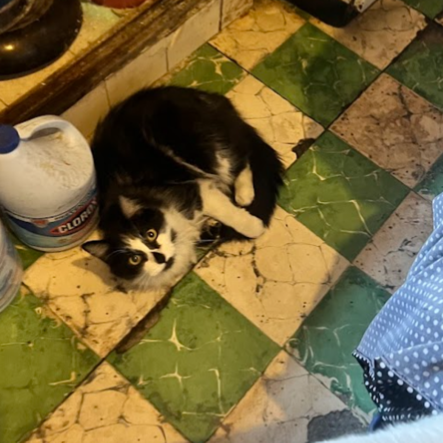 BIGOS | Raza Doméstico Americano de pelo semilargo | Perdido