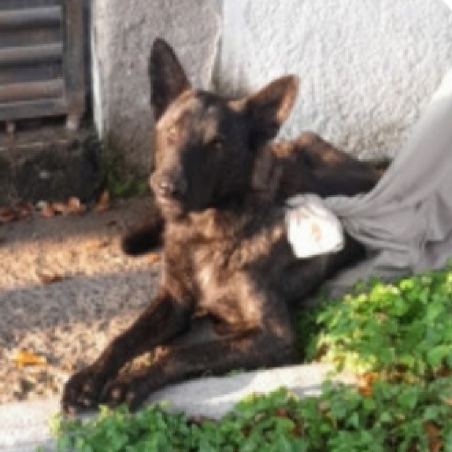  | Raza Pastor Belga Maliniois | Encontrado