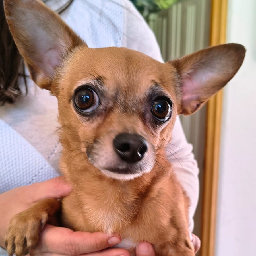  | Raza Chihuahua | Encontrado