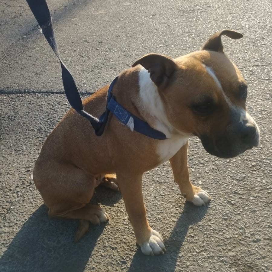  | Raza Mestiza, cruza de Bóxer con American Pitbull Terrier | Encontrada