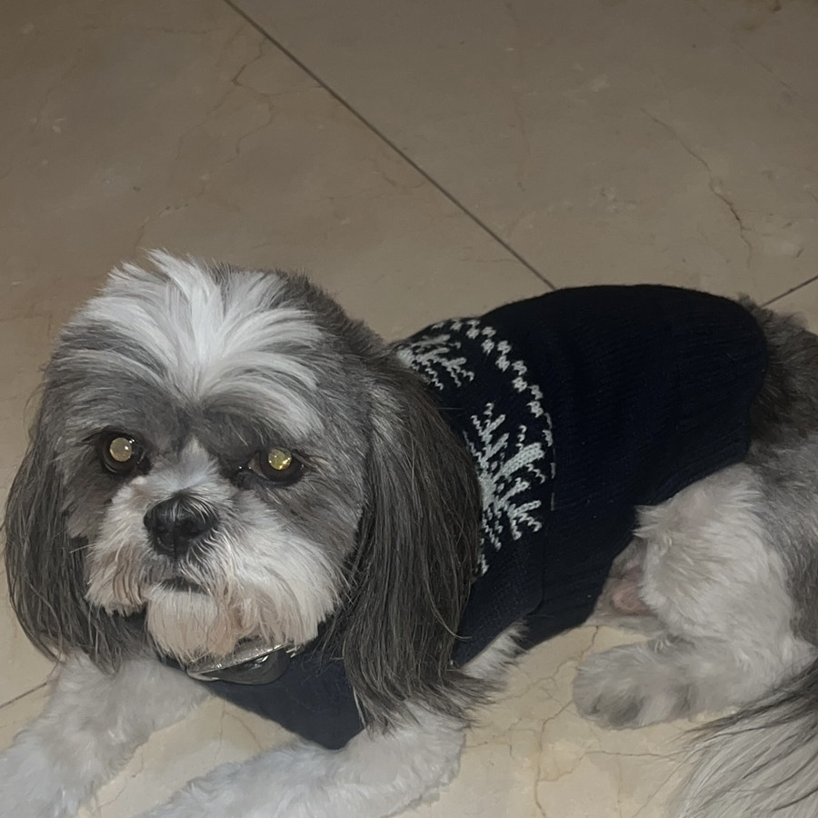 CHIP | Raza Shih Tzu  | Final Feliz