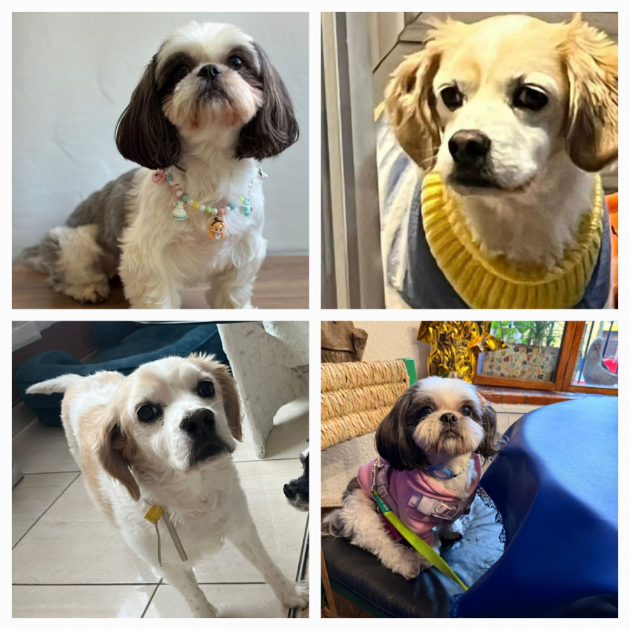 FRANKY Y POLY | Raza Mestizo, Cruza de Cocker y Shih Tzu | Perdido