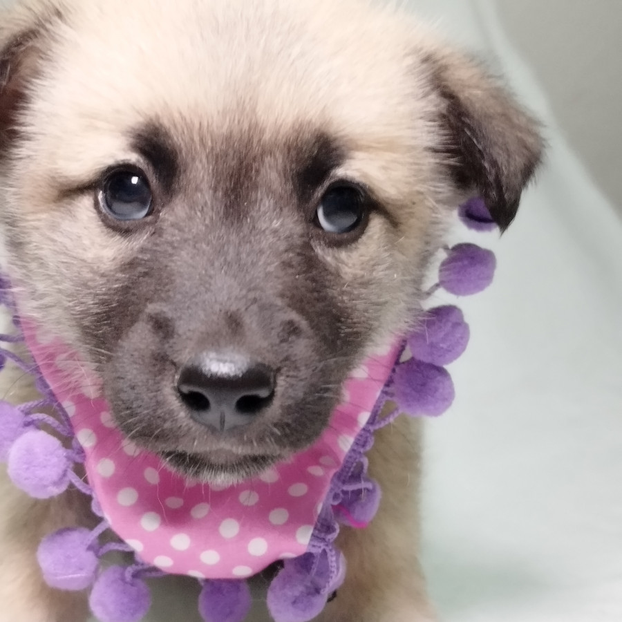 CAPUCHINA | Raza Mestiza, cruza de Husky con Labrador | En Adopción